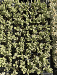 植物 買取 ｜東京都大田区まで出張買取で園芸[観葉植物]